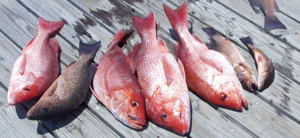 redfish catch on a dock