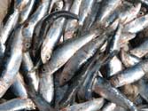 Bait Fish