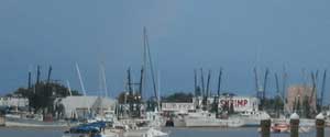 Shrimp Boats at Cannery