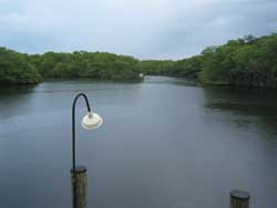 Mangrove channel with snook light on dock