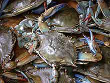 Blue Crab
