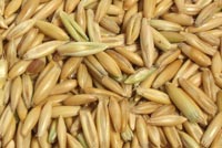 Feed Oats