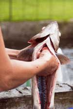Man gutting fish with hand inside