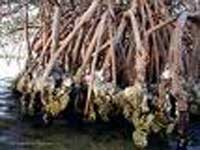 Mangrove roots with oysters on them