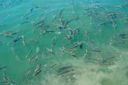 Menhaden Milk in the water