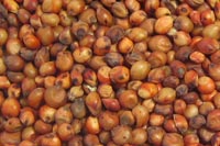Milo grain