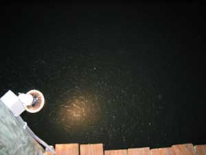 Fish under snook light