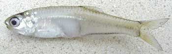 bay anchovy fish