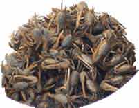 Bucket Fiddler Crabs