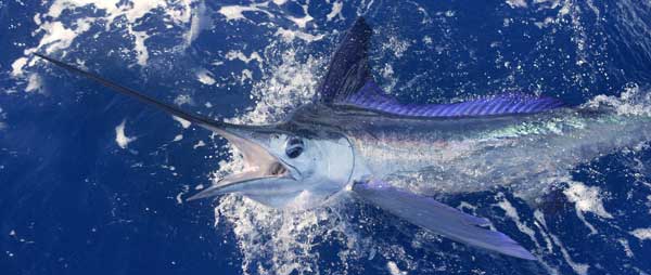 white marlin closeup in the water