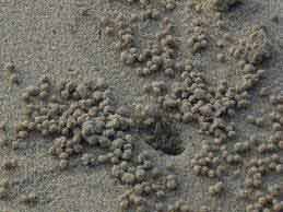 Sand Flea in Sand
