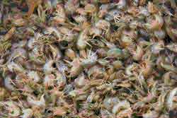 Sand Fleas
