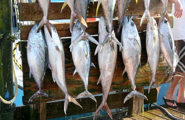 14 tuna on a rack with fisherman