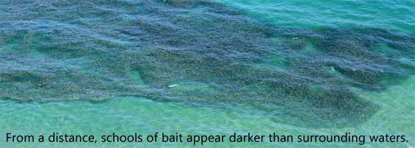 huge bait school in tropical waters