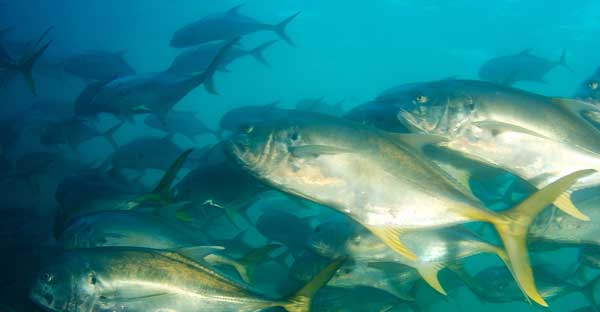 crevalle jacks underwater in palm beach florida