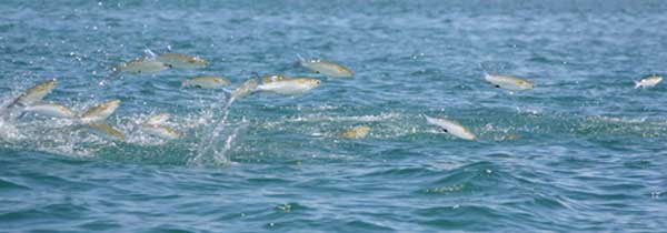 school of mullet fish some jumping out of water