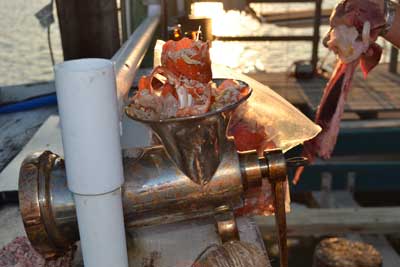 Lobster carcasses added to grinder