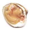 cLAM