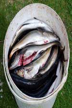 Man gutting fish bucket full of gutted fish