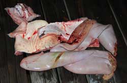 Shark guts