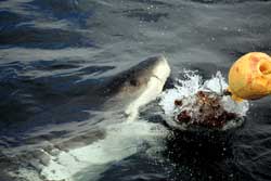 Shark on Dispenser