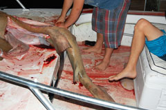 Bloody deck