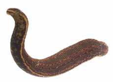 Leech
