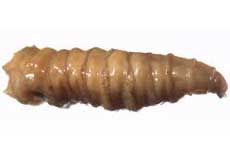 Single Maggot closeup