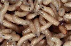Maggot pile yuck!