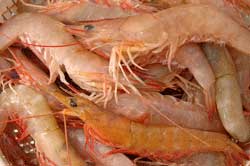 shrimp