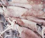 Squid pile