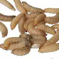 Wax worms