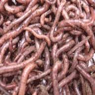 Worms