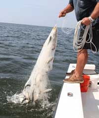 Castnet from boat
