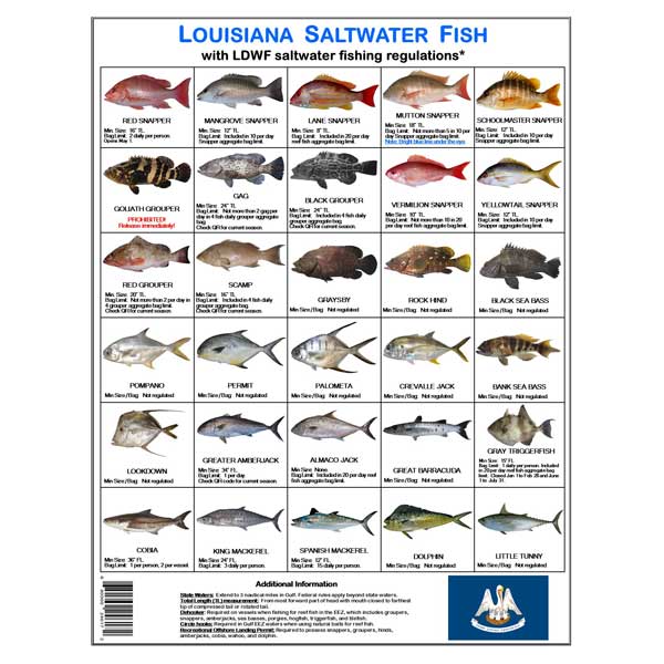 Fishing Regulations Jumbo Card - Louisiana