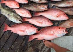 Fish ID Fish ID