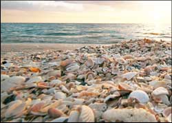 Shell ID Shell ID