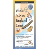 Shells & Beach Life New England Coast
