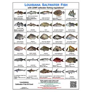 Fishing Regulations Jumbo Card - Louisiana